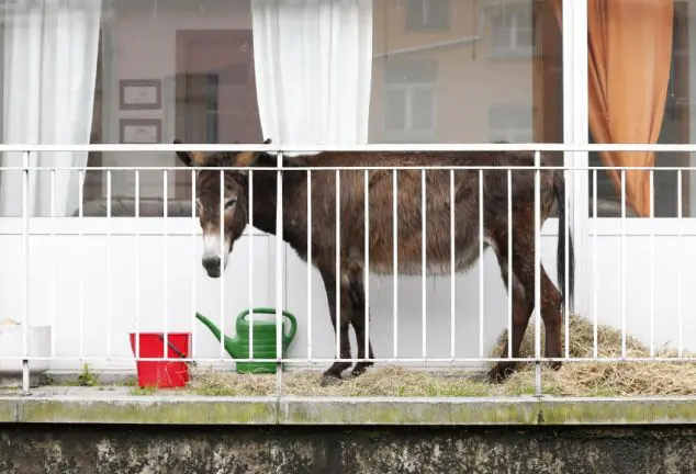 Lola una burra que vive en un balcón