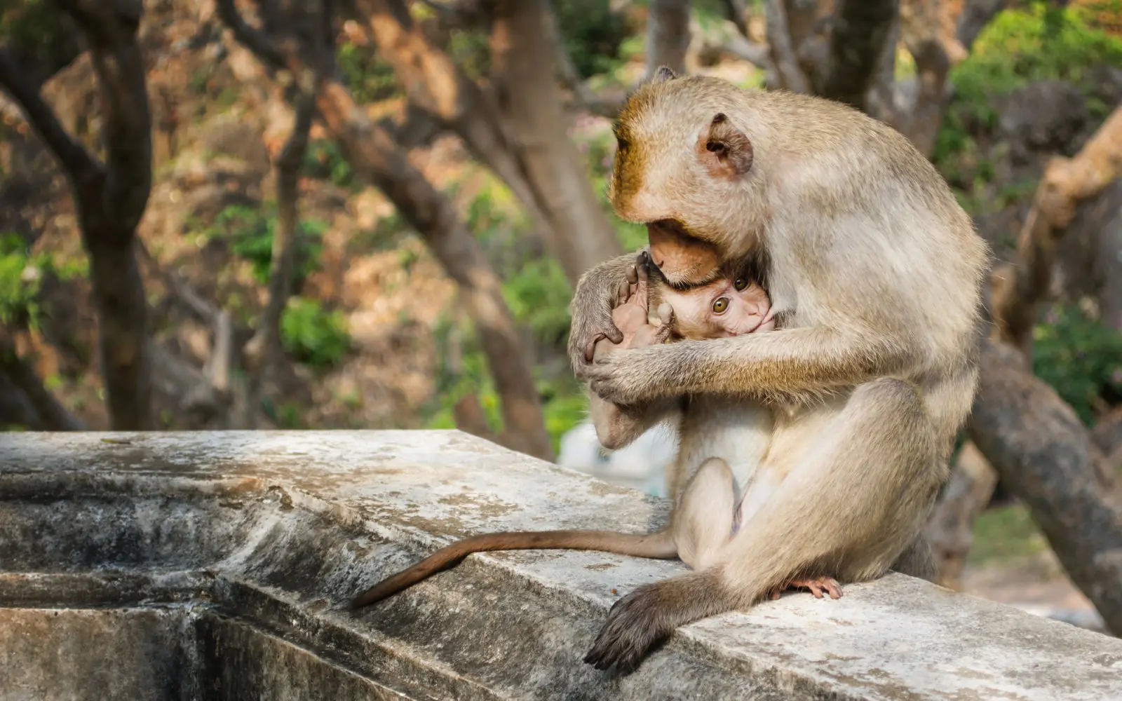 Paradoja: La naturaleza del amor, el experimento más cruel