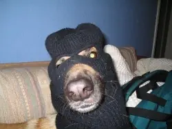 Las leyes más raras y absurdas de Estados Unidos