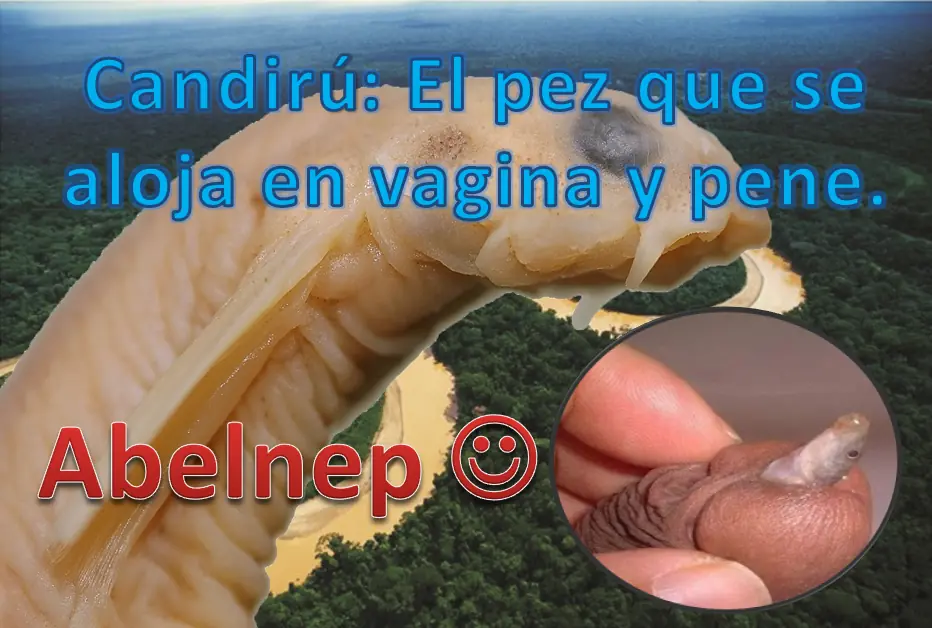pene