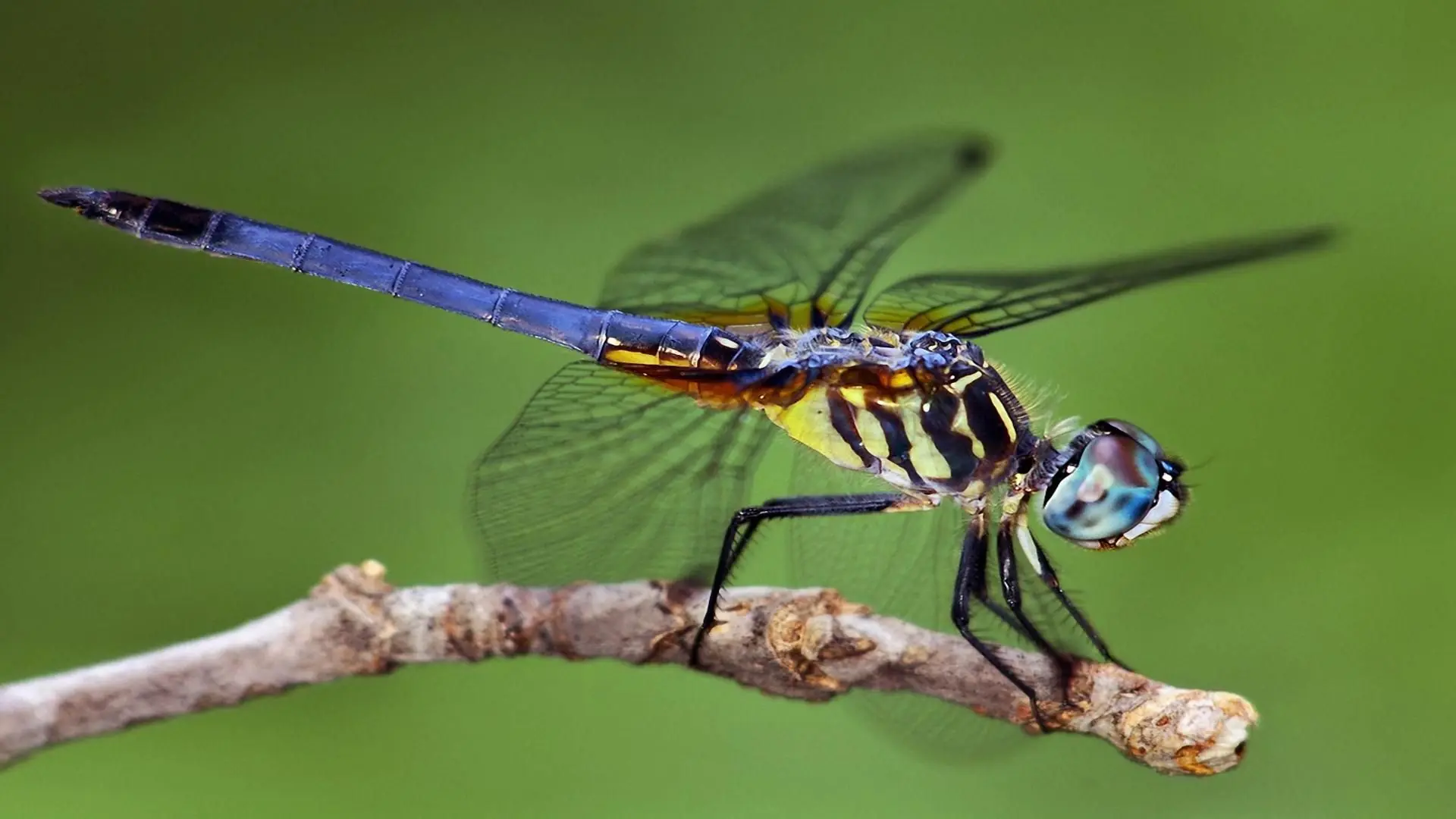 Genitales De Insecto