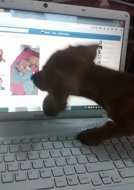 Salchi Pensamientos Dachshund Libro 4 Sección Argentina B