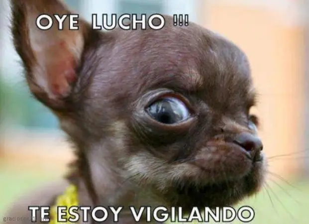 lucho