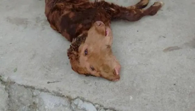 Nació un ternero con 2 cabezas en el norte cordobés.