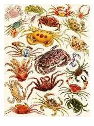 La diferencia entre el argentino y el japones