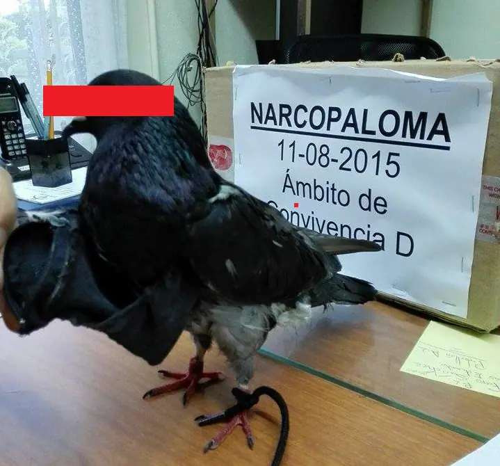 narcotrafico