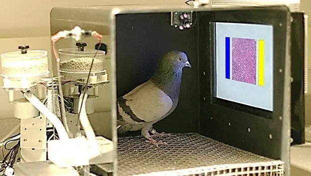 Científicos afirman que las palomas pueden leer