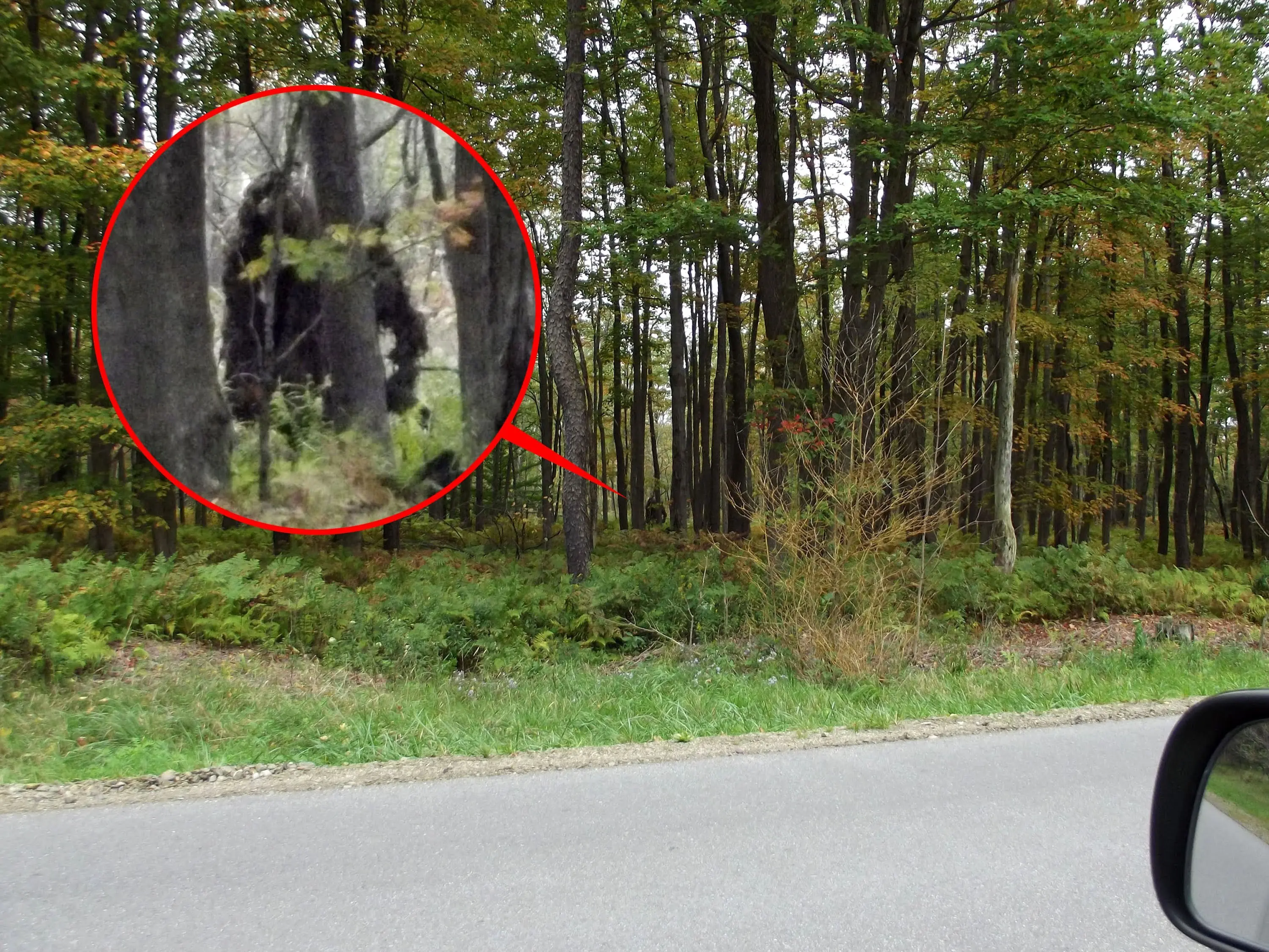 bigfoot