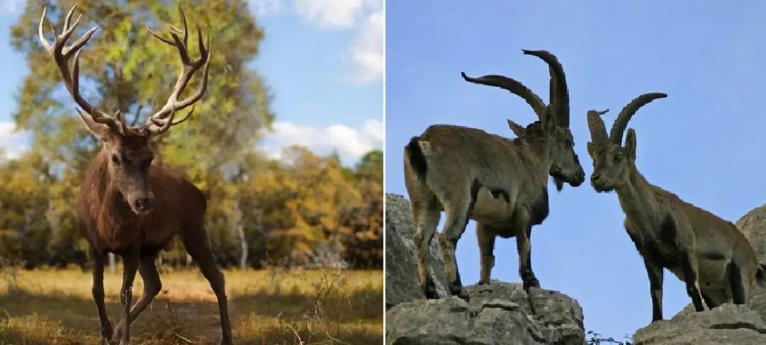¿Qué diferencia hay entre cuernos y astas en los animales?