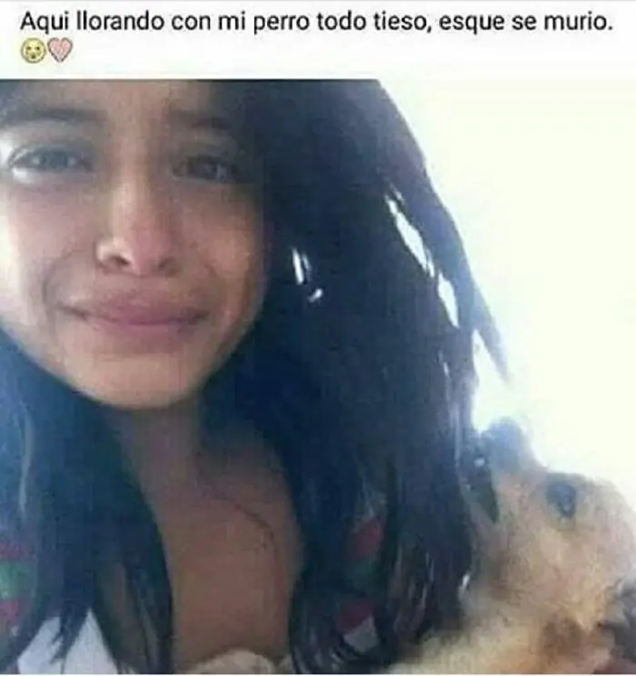 japi crismas