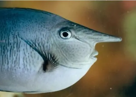 Rarezas de la naturaleza