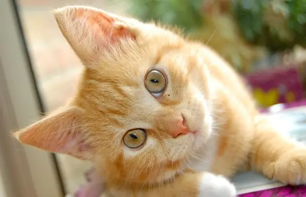 un gato