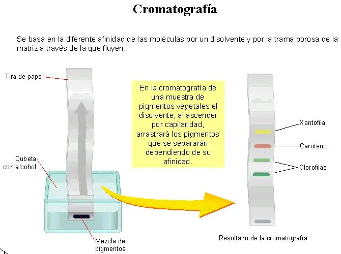 ciencia