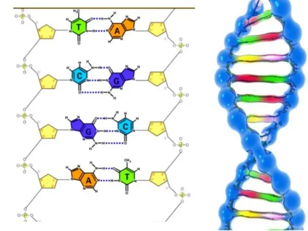 Cronologia : Avances cientificos y tecnologicos del Siglo XX