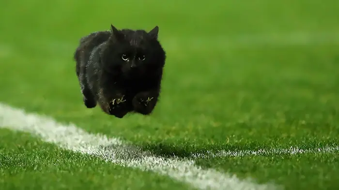 (Humor) Gato interrumpe partido e internet hace de las suyas