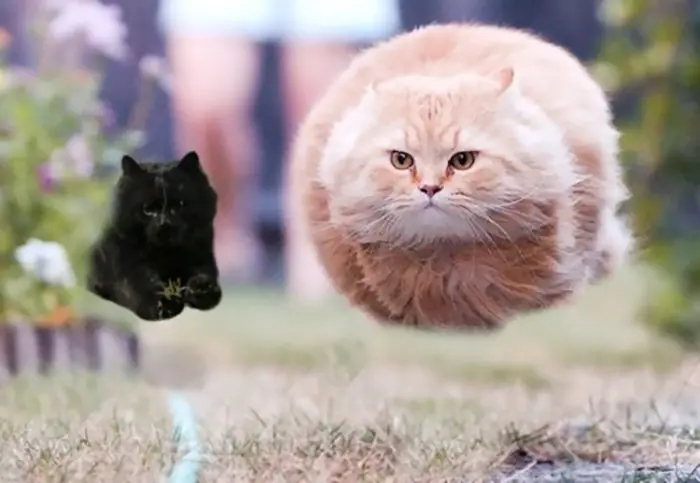 gatos