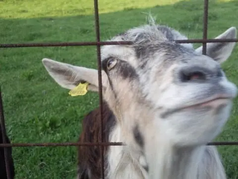Animales cantan canción de la famosa serie Juegos de Tronos