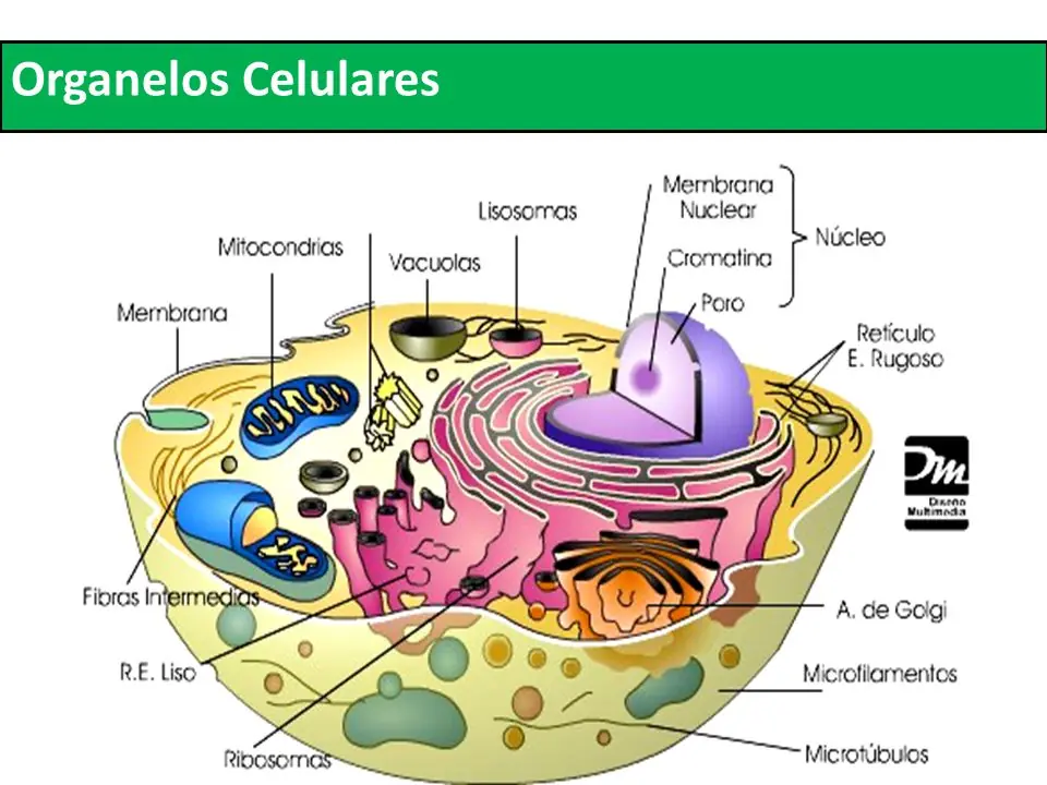 teoria cuantica