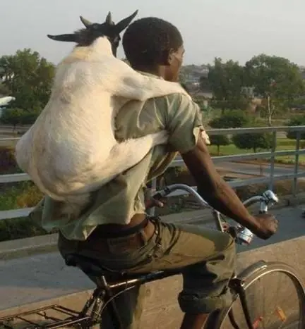 Animales