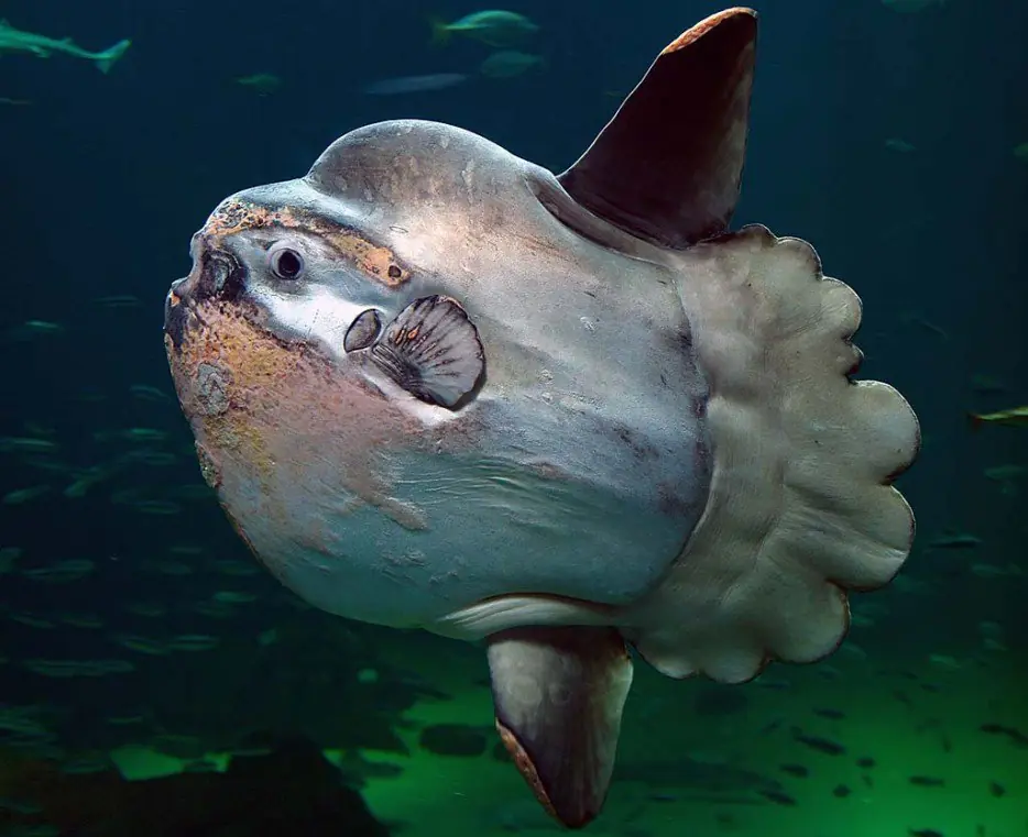 Oceano