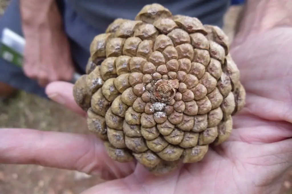 fibonacci fibonacci