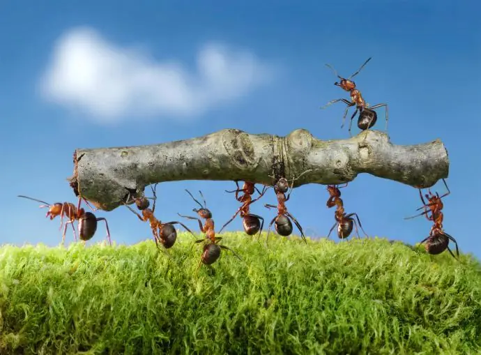 Cosas que sucederían si las ranas desaparecieran de la Tierr