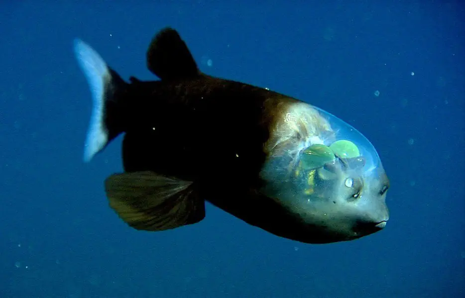Peces gigantes