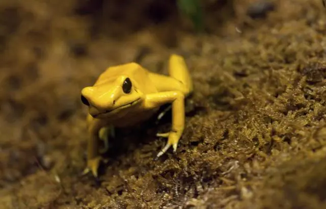 Cosas que sucederían si las ranas desaparecieran de la Tierr