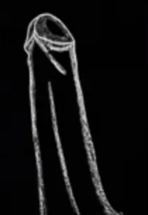aparato reproductor