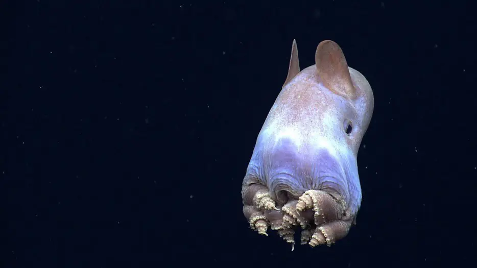 Sunfish