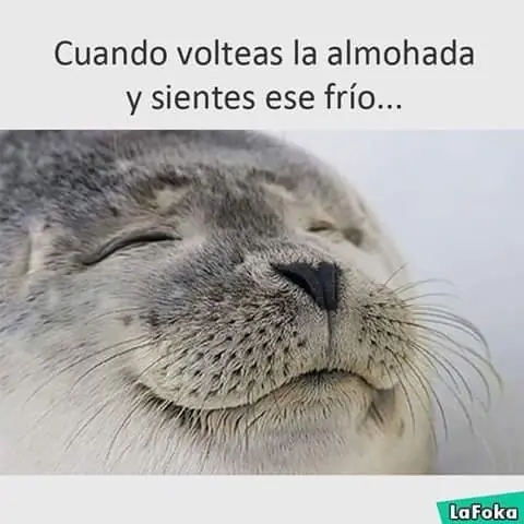 risa