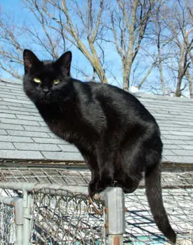 12 supersticiones y sus origenes.