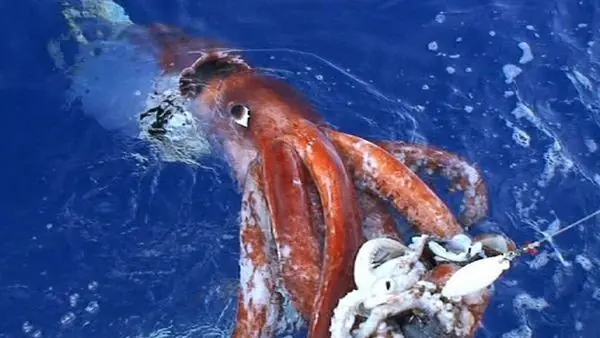 Las 25 Criaturas Marinas Más Impresionantes Del Mundo