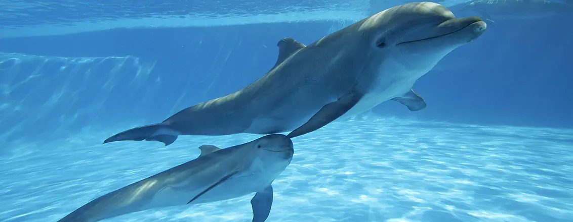 Masturbación: curiosidades científicas. (Not fap time)