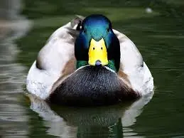 5 Fotos de patos que seguro no viste