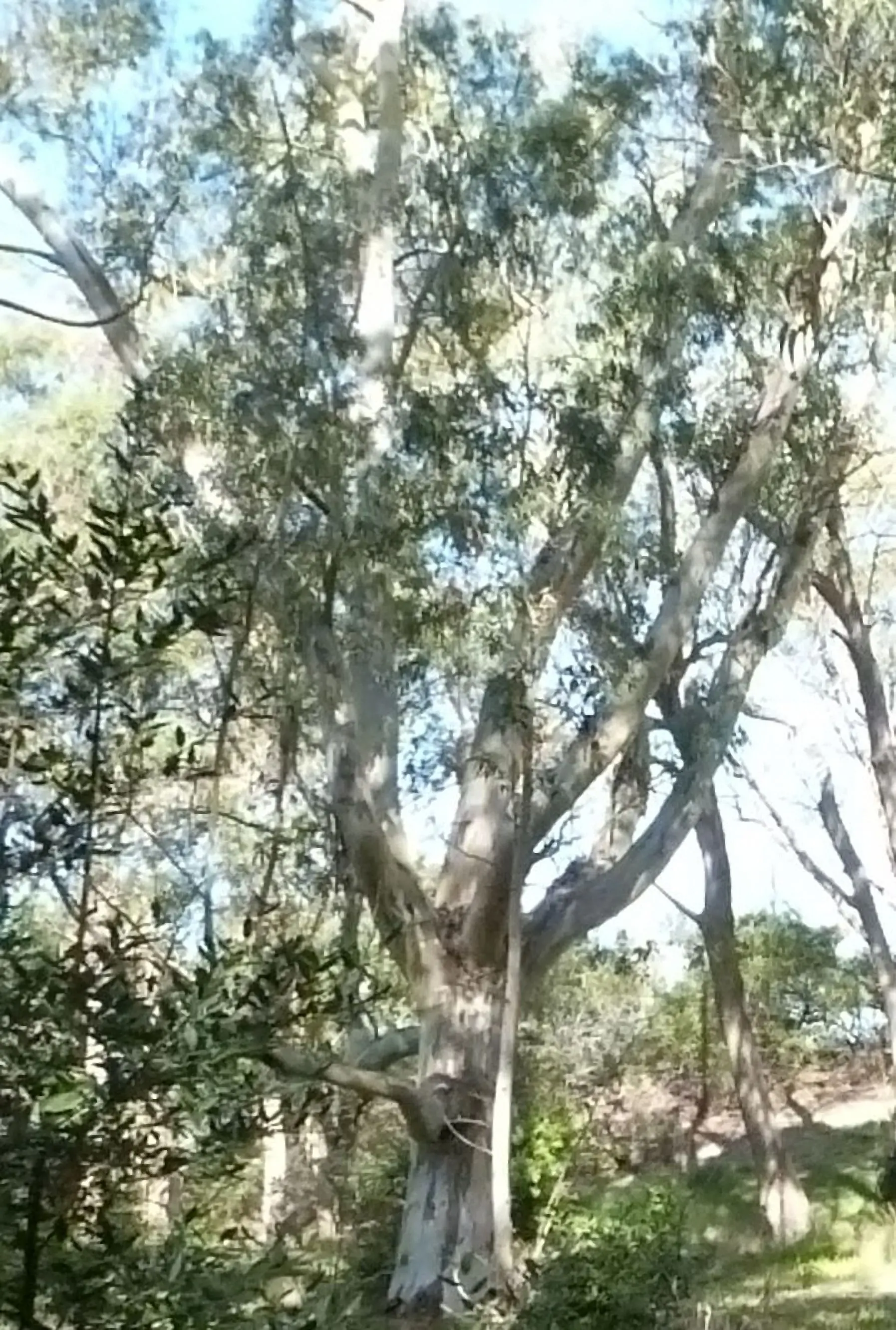 Arboles de vida