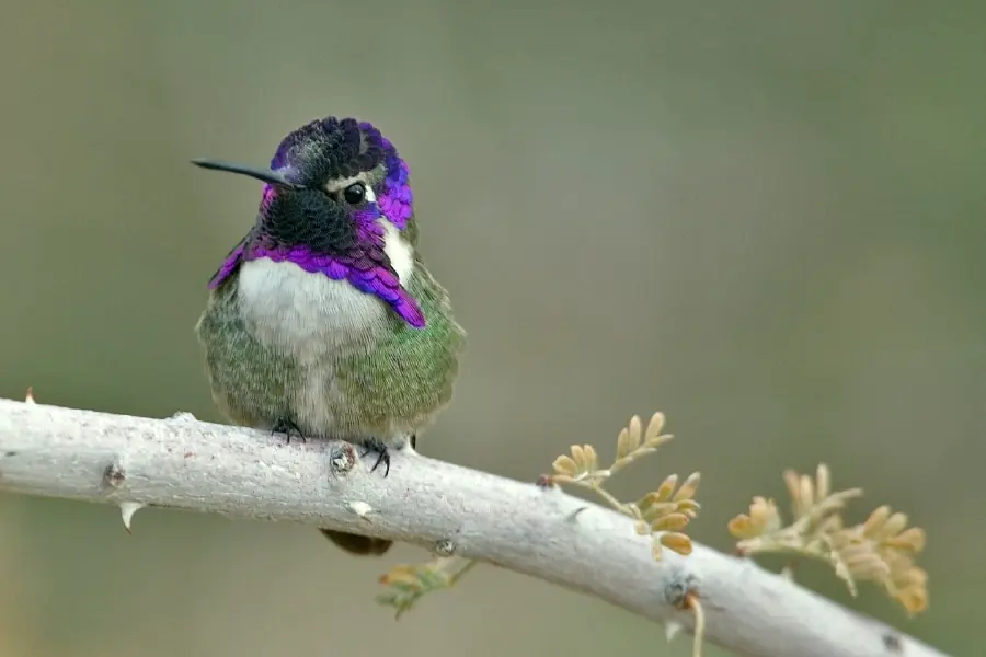 pajaros pajaros