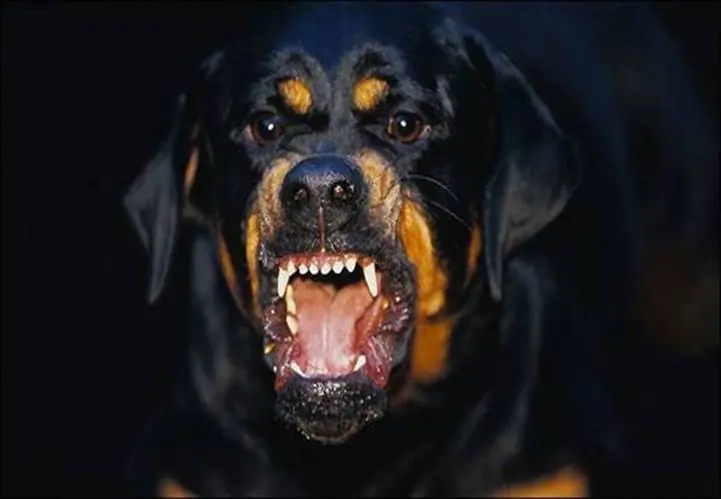 perro malo