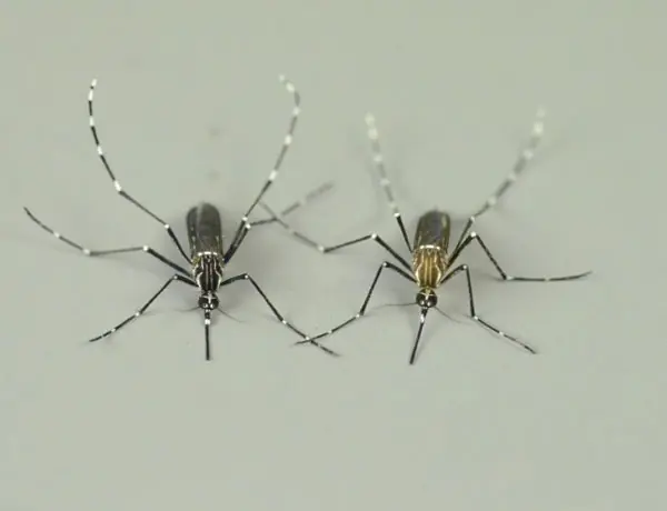 El olor a humano atrae a los mosquitos de la fiebre amarilla