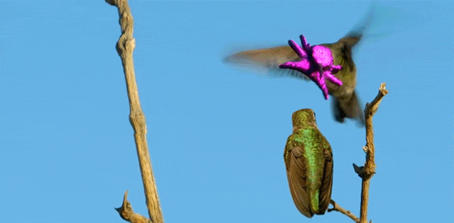 Mira el bizarro aspecto de este pajaro