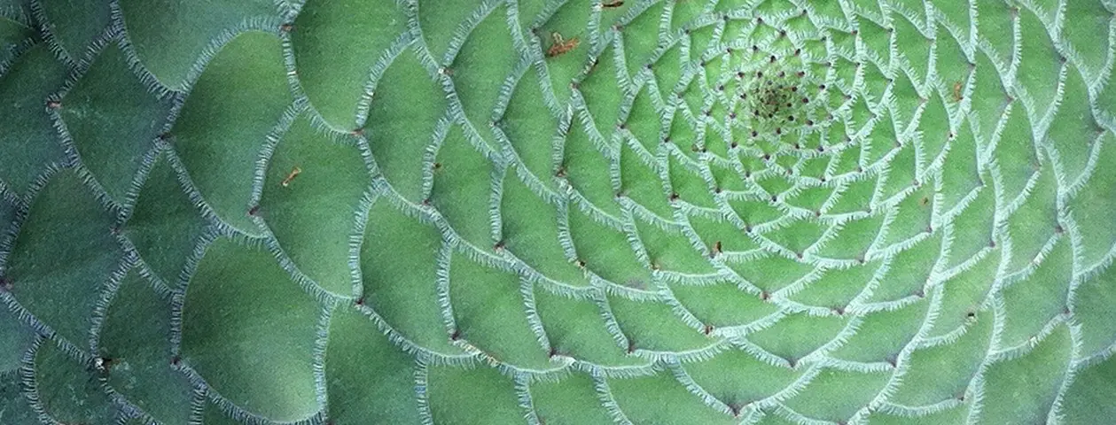 Matemática divina- secuencia de Fibonacci en la naturaleza
