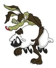 coyote