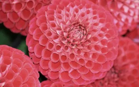 Fibonacci
