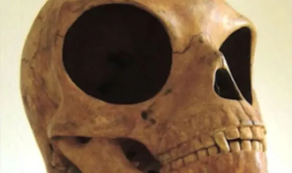Encuentran calavera extraterrestre y no parece joda