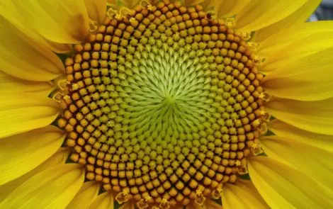 Matemática divina-  secuencia de Fibonacci en la naturaleza