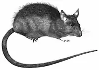 Los métodos de tortura inquisitoriales.