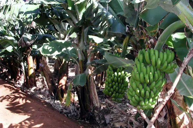 Investigan los beneficios del plátano contra cáncer de colon