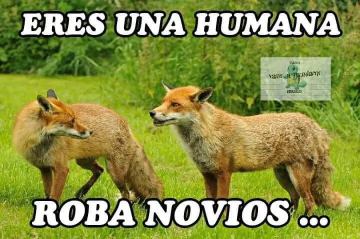 imagenes