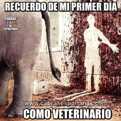 Imágenes y gifs pueden ser traducidos con un OPS!