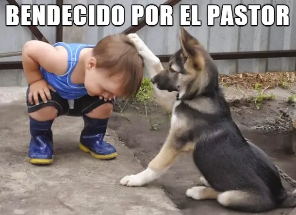 imagenes de Humor Papu